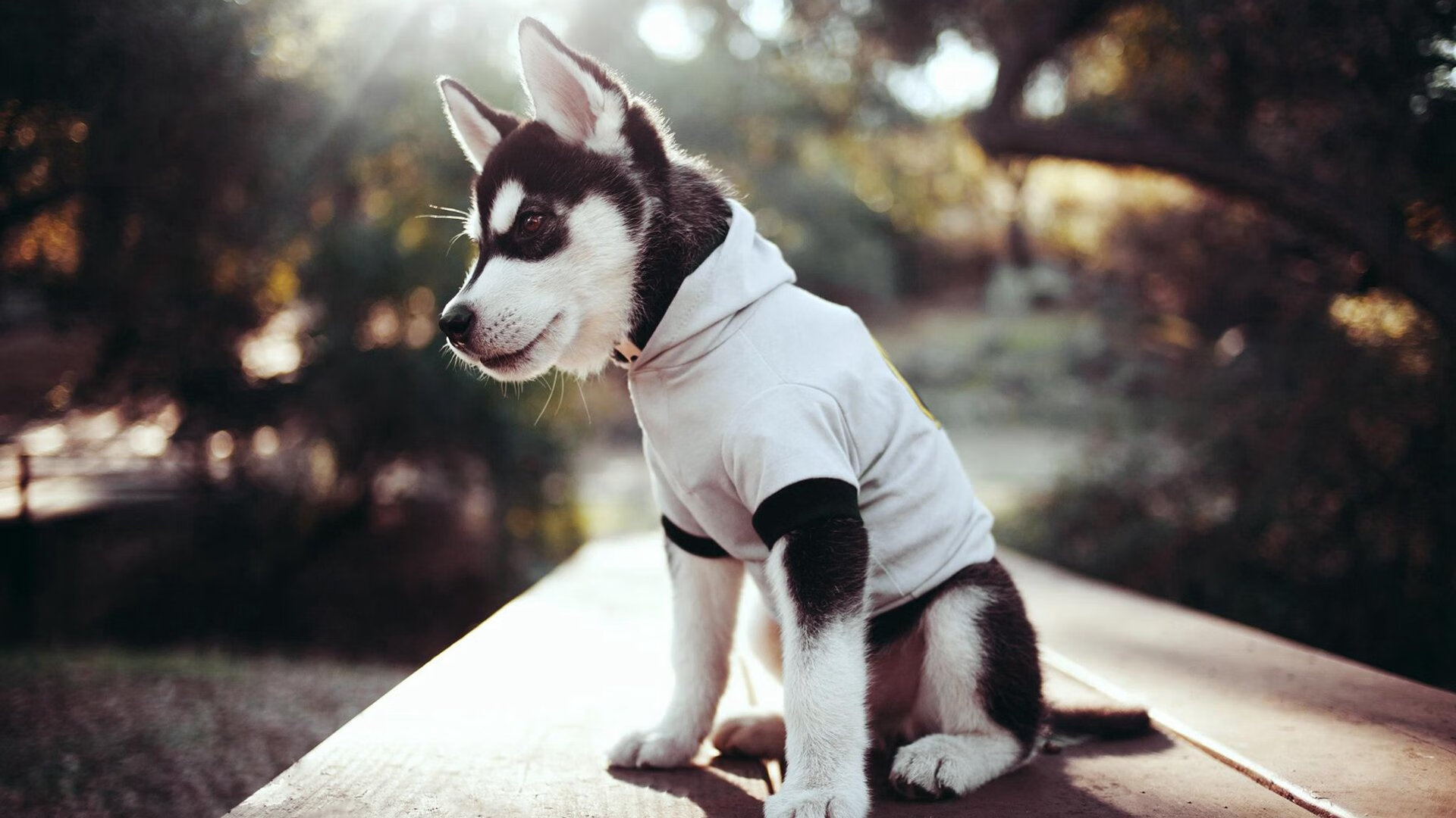 今年NBA防守效率最高的队伍,你知道哪个?,nba防守效率2021